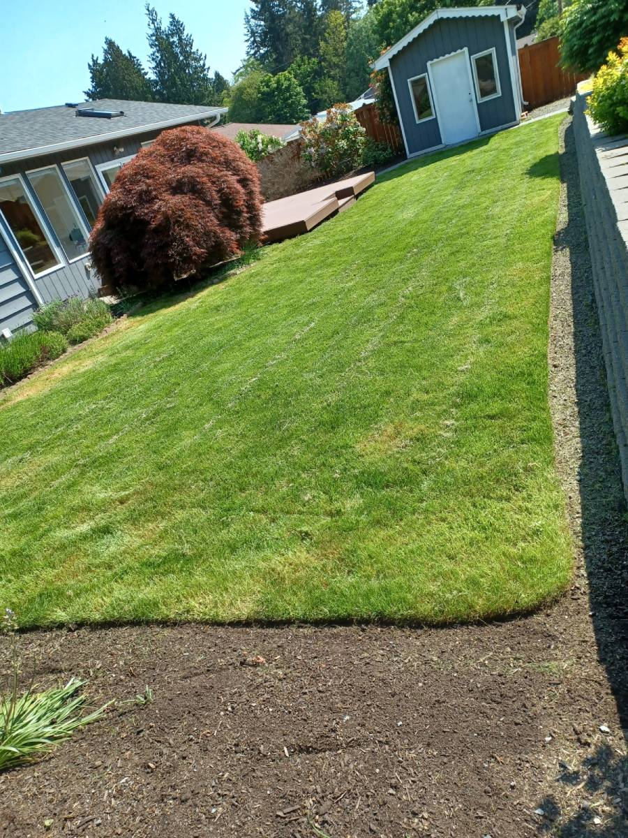 Sloped lawn with professional striping patterns, featuring a large Japanese maple tree and mature landscaping next to house with deck.