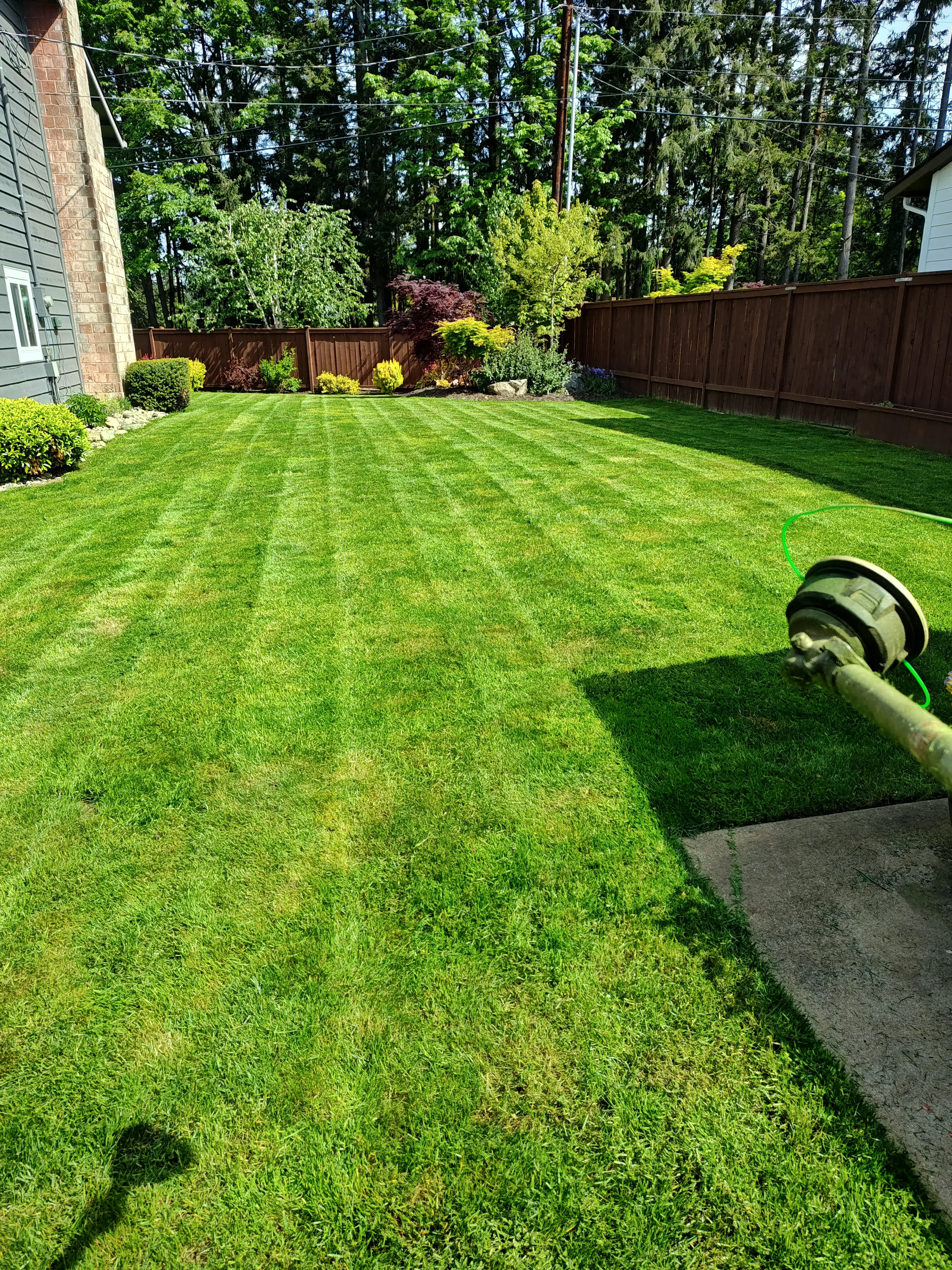 Pristine backyard lawn with professional mowing stripes, wooden fence, well-maintained landscaping with shrubs, lawn equipment visible.