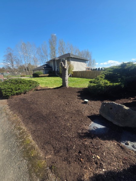 Residential landscape area after cleanup with fresh mulch and prepared planting beds near the front lawn.