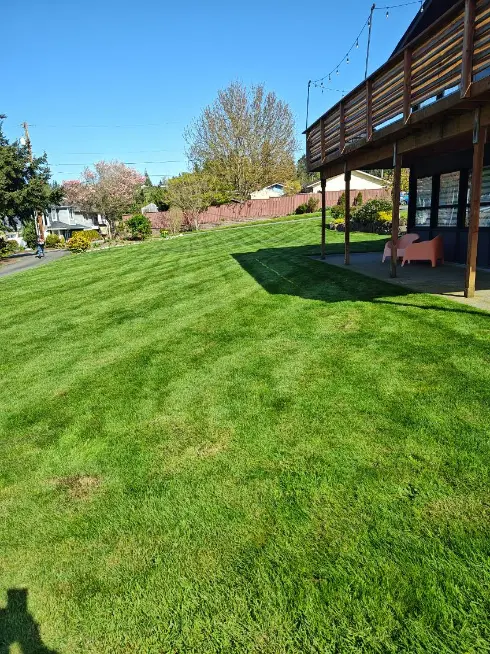 After professional lawn mowing - beautifully striped and manicured